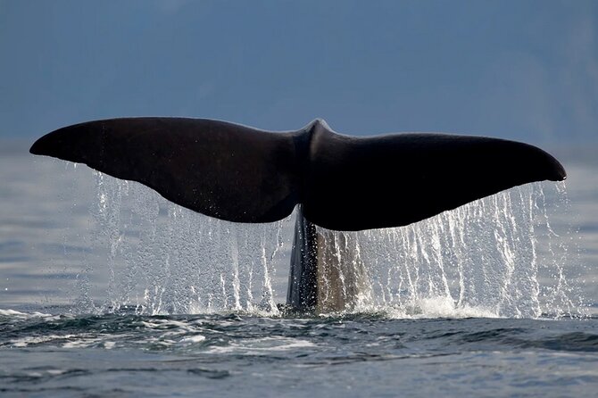 Whale Safari in Tromso - Comfort on board: WiFi, restrooms, and what you’ll actually use
