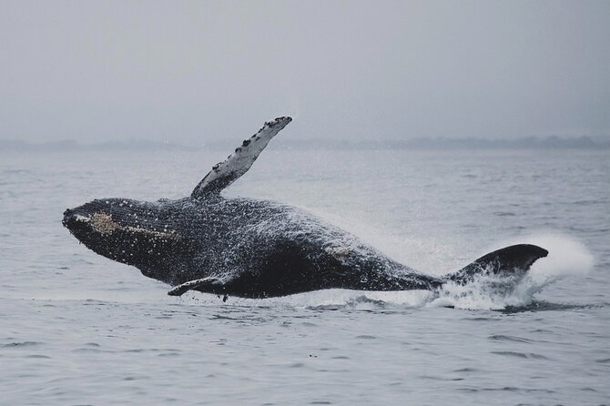 Whale Safari in Tromso - Getting the best whale views: crowds, height, and seat strategy