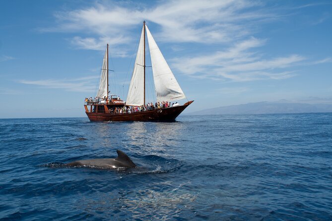 Whale Safari to Los Gigantes with pickup from North - Key things to know before you go