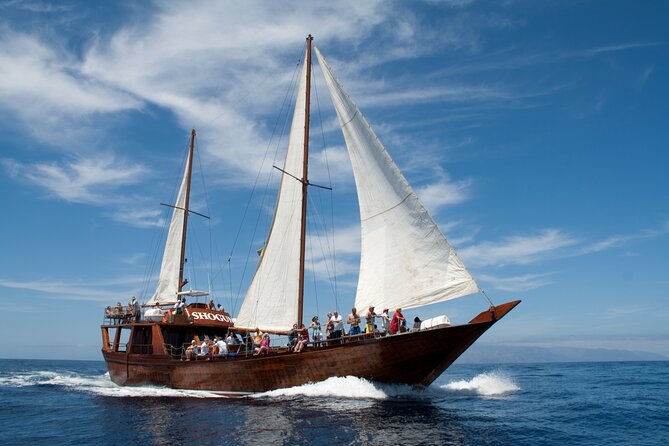 Whale Safari to Los Gigantes with pickup from North - Puerto de la Cruz pickup at noon: your easy start