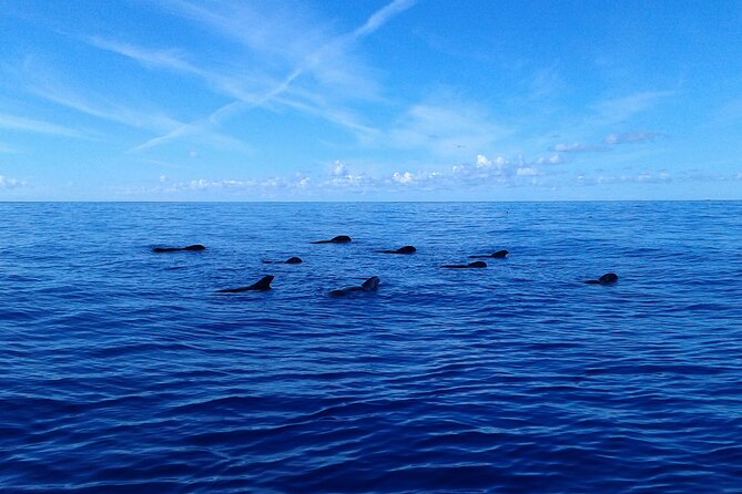 Whale Safari to Los Gigantes with pickup from North - Masca Bay swim stop: the best “time payoff”