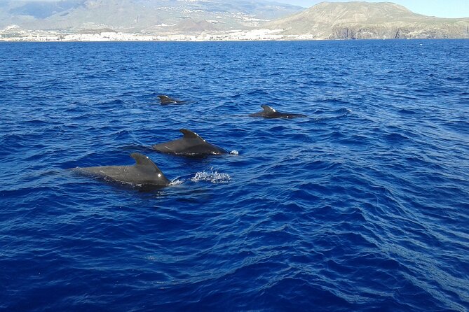 Whale Safari to Los Gigantes with pickup from North - Price and value: why $74.71 can make sense