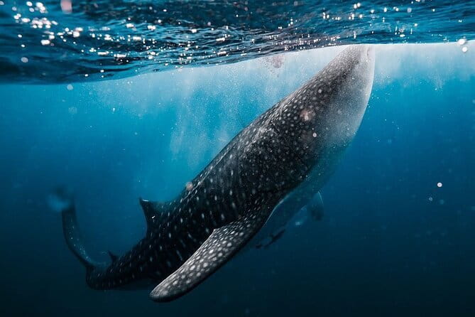 Whale Shark Adventure 2 Days 1 Night Sharing Trip - Key highlights (quick but useful)