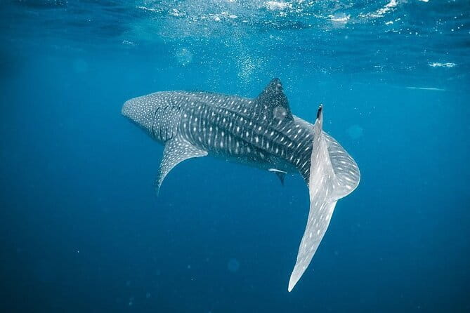 Whale Shark Adventure 2 Days 1 Night Sharing Trip - Whale Sharks in Saleh Bay: the real reason you’re here