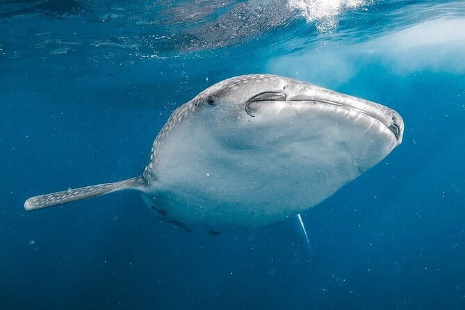 Whale Shark Adventure 2 Days 1 Night Sharing Trip - Night 1 in Sumbawa: what you should expect (and what you shouldn’t)