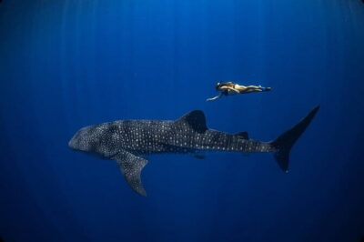 Whale Shark Adventure 2 Days 1 Night Sharing Trip - Getting to Sumbawa: Day 1 is mostly travel (plan your mood)