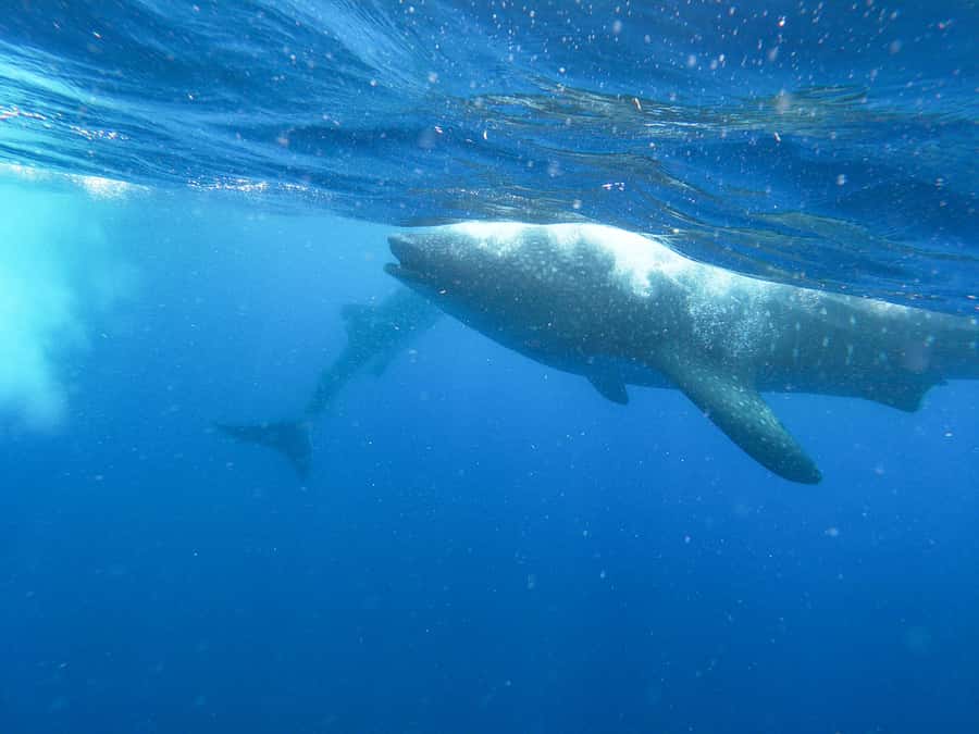 Whale Shark Adventure from Isla Mujeres - Key Points That Make This Whale Shark Trip Worth It