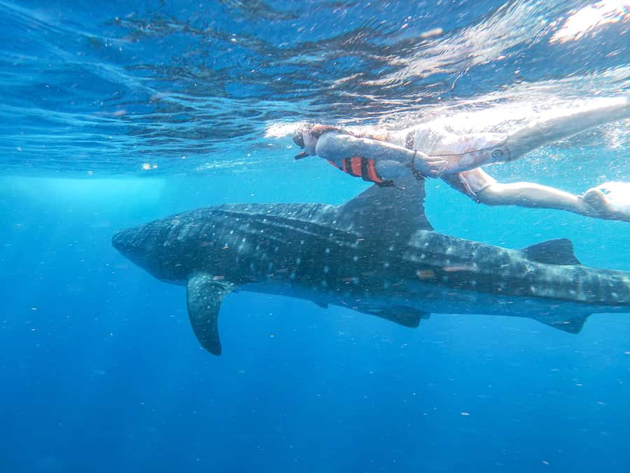 Whale Shark Adventure from Isla Mujeres - Whale Sharks Off Isla Mujeres: When the Magic Actually Happens