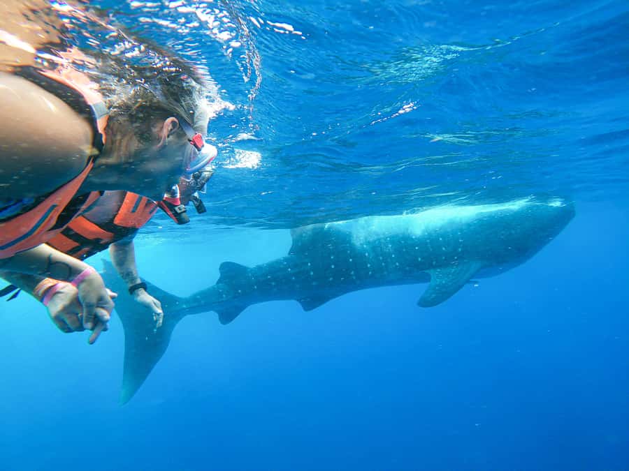 Whale Shark Adventure from Isla Mujeres - Comfortable Boats vs. Seasickness Reality