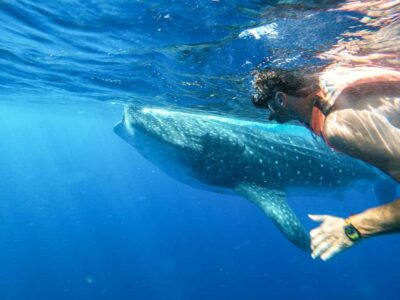 Whale Shark Adventure from Isla Mujeres - Black Pearl Dock to Open Water: How the 6 Hours Feel