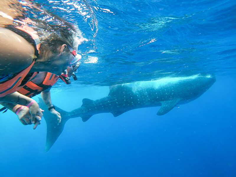 Whale Shark Adventure from Isla Mujeres - Snorkeling With Whale Sharks: Close, Calm, and Not a Zoo