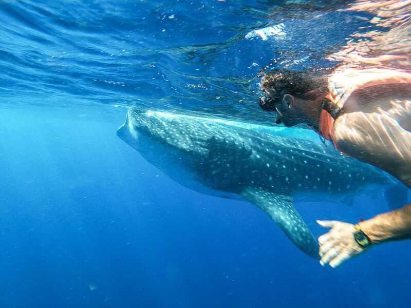 Whale Shark Adventure from Isla Mujeres - Beyond Whale Sharks: Dolphins, Manta Rays, and Flying Fish