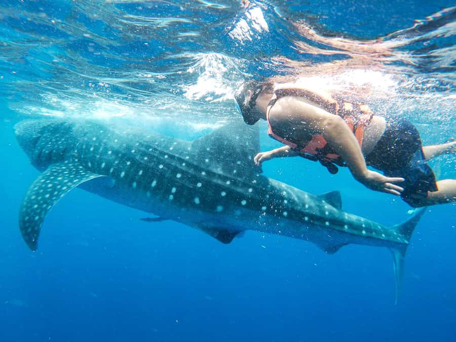 Whale Shark Adventure from Isla Mujeres - Price and Value: Is $176 Fair for a Wild Encounter?