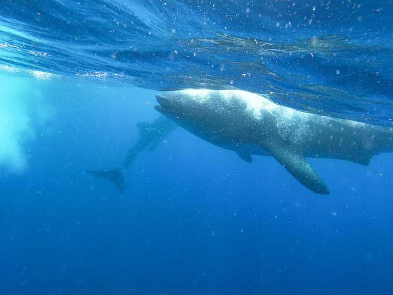 Whale Shark Adventure from Isla Mujeres - Who Should Book This Whale Shark Snorkeling Adventure