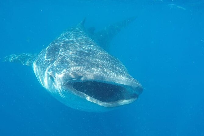 Whale Shark Adventure in Isla Mujeres and Cancun - Why Isla Mujeres in May to September matters