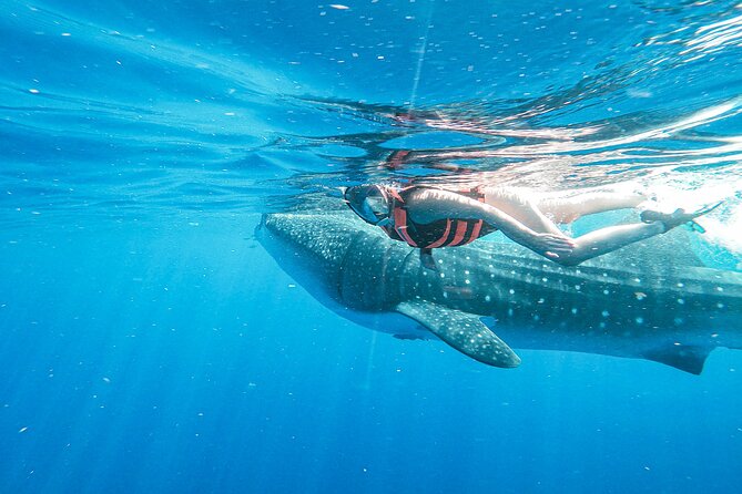 Whale Shark Adventure in Isla Mujeres and Cancun - Gear, vest, and how the water time actually works