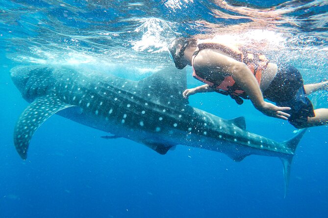 Whale Shark Adventure in Isla Mujeres and Cancun - Finding whale sharks: guided searching, not a guaranteed script