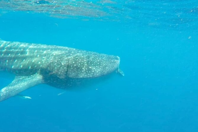 Whale Shark Adventure in Isla Mujeres and Cancun - What else you’ll see beyond whale sharks