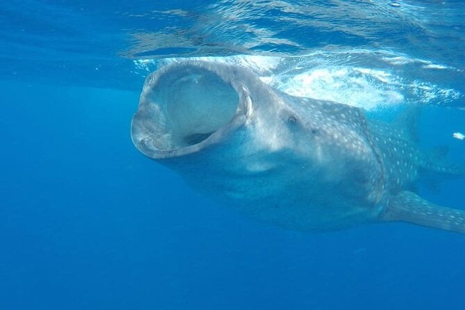 Whale Shark Adventure in Isla Mujeres and Cancun - Price and what $155 really buys you