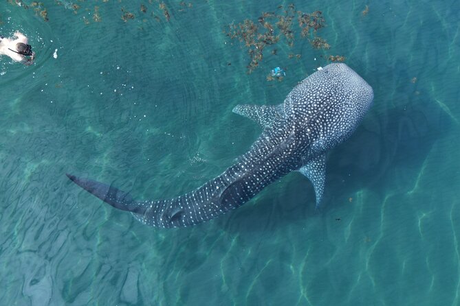 Whale Shark Adventure with a Marine Biologist - Key things to know before you book