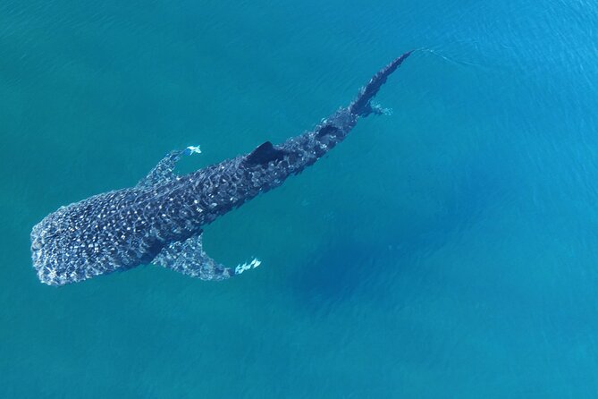 Whale Shark Adventure with a Marine Biologist - Regulated whale shark rules keep the experience (and the animals) safe