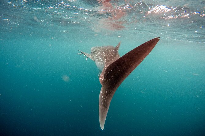 Whale Shark Adventure with a Marine Biologist - The water plan: small group swims, turn-taking, and a realistic pace