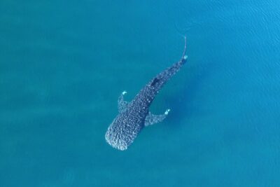 Whale Shark Adventure with a Marine Biologist - The time-slot system: plan your morning like a pro