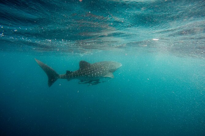 Whale Shark Adventure with a Marine Biologist - Snacks and drinks: simple, included, and useful
