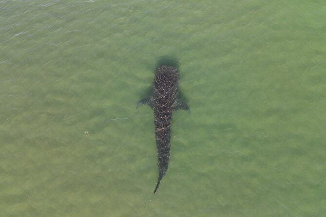 Whale Shark Adventure with a Marine Biologist - Price and value: $170.26 for regulated access and real expertise