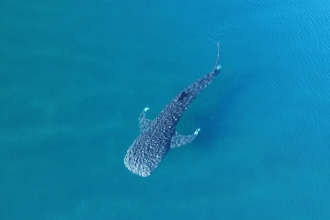Whale Shark Adventure with a Marine Biologist - The time-slot system: plan your morning like a pro