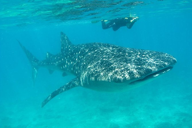 Whale Shark and Snorkeling Adventure from Isla Holbox - Your early start on Holbox: breakfast, gear, and a real safety briefing