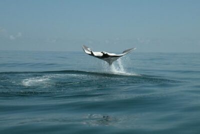 Whale Shark and Snorkeling Adventure from Isla Holbox - The boat ride to the whale shark area is part of the deal