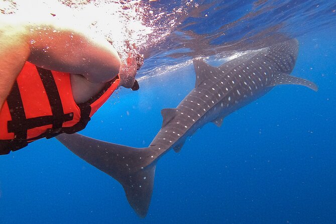 Whale Shark and Snorkeling Adventure from Isla Holbox - Cabo Catoche snorkeling: a second chance at marine variety