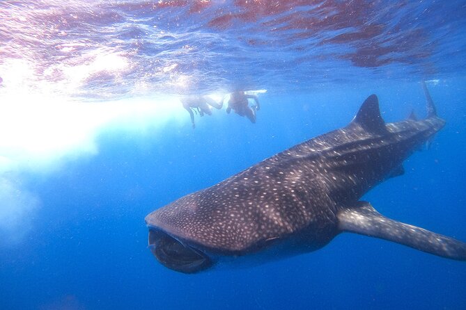 Whale Shark and Snorkeling Adventure from Isla Holbox - Santa Paula: the beach swim and fresh ceviche moment