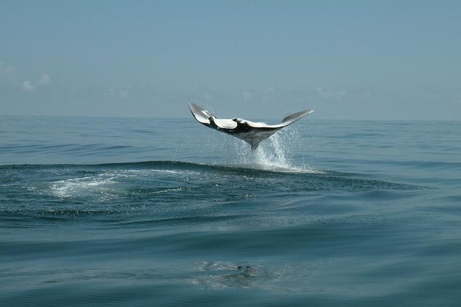Whale Shark and Snorkeling Adventure from Isla Holbox - The boat ride to the whale shark area is part of the deal