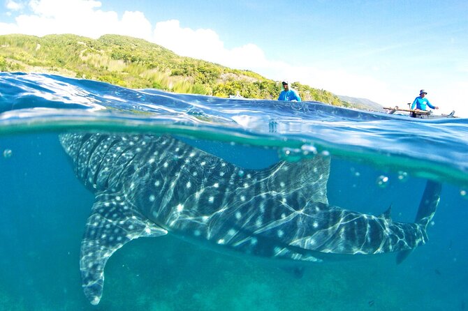 Whale Shark, Canyoneering, Sardines Run and Turtles with Transpo - Key points to know before you go