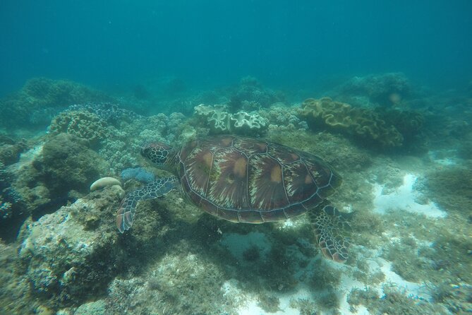 Whale Shark, Canyoneering, Sardines Run and Turtles with Transpo - Oslob whale shark time: wonder with a big crowd caveat