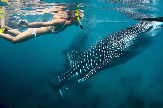 Whale Shark Encounter and Sumilon Sandbar with Kawasan Falls - Sumilon Sandbar: Beach Time That Lets You Breathe