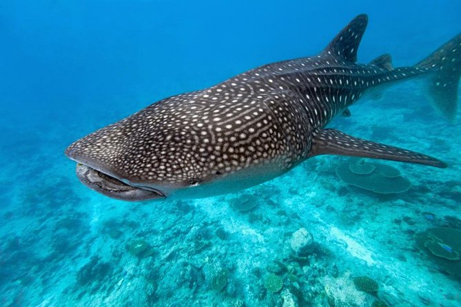 Whale Shark Encounter and Sumilon Sandbar with Kawasan Falls - Price and Value: What $200 Really Buys You
