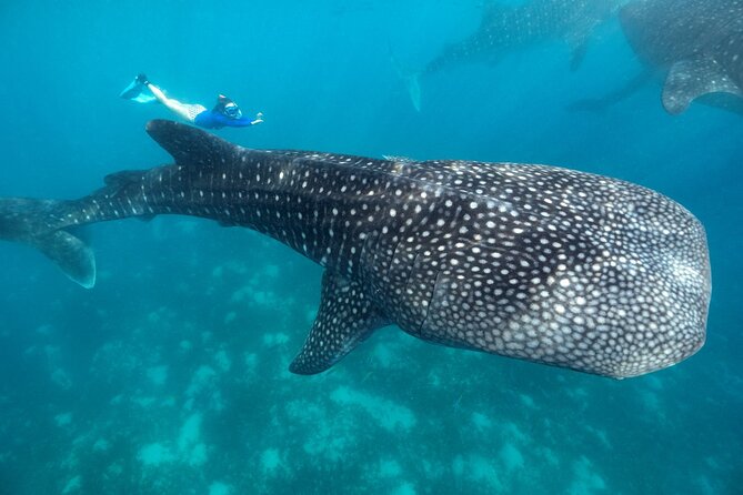Whale Shark Encounter and Tumalog Waterfalls Tour - Key things that make this tour click