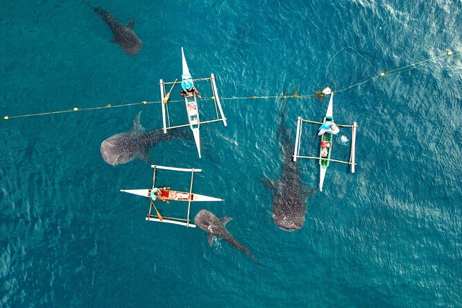 Whale Shark Encounter and Tumalog Waterfalls Tour - Oslob whale sharks: the briefing, the banca, and the right kind of calm