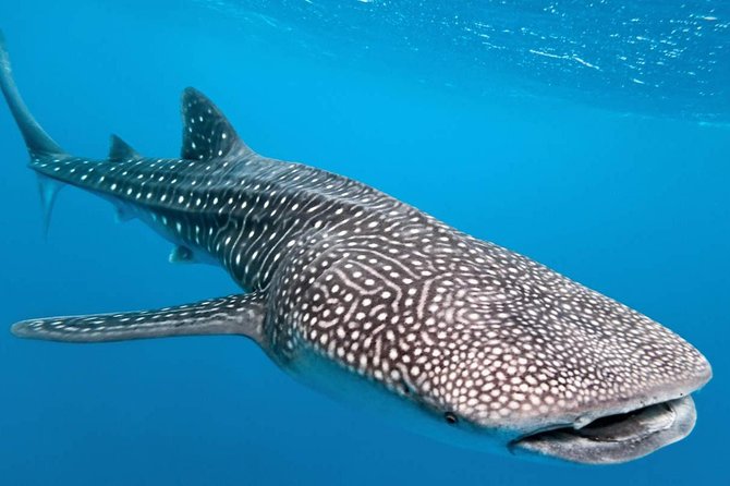 Whale Shark Encounter Experience in Cancun (Snack Lunch included) - Key highlights you’ll care about