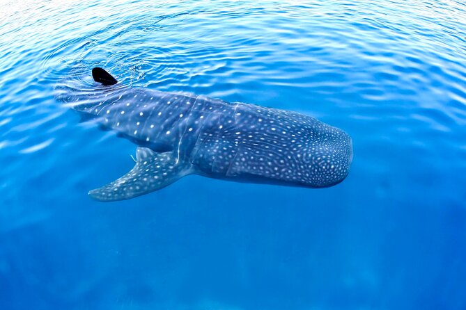 Whale Shark Encounter Experience in Cancun (Snack Lunch included) - Punta Sam whale shark time: why the morning matters