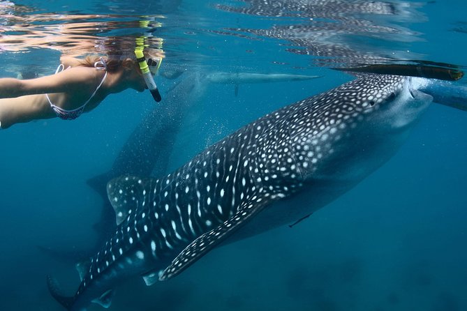 Whale Shark Encounter Experience in Cancun (Snack Lunch included) - What you learn from the guides (and why it’s worth it)