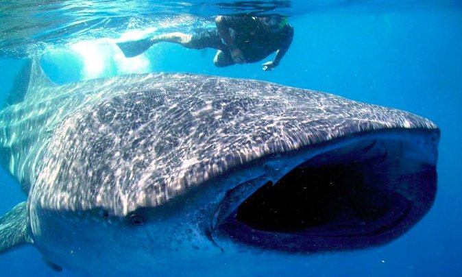 Whale Shark Encounter Experience in Cancun (Snack Lunch included) - After the open-water search: lunch and Playa Norte time