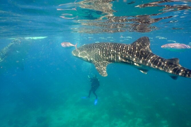 Whale Shark Encounter Experience in Cancun (Snack Lunch included) - How the whale shark spotting part really works