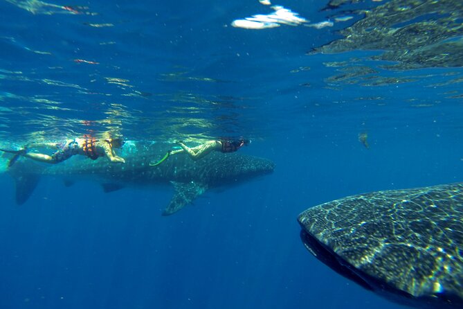 Whale Shark Encounter Full-Day all inclusive Tour from Riviera Maya - Sea Conditions, Sunscreen Rules, and Motion Sickness: Small Choices, Big Comfort