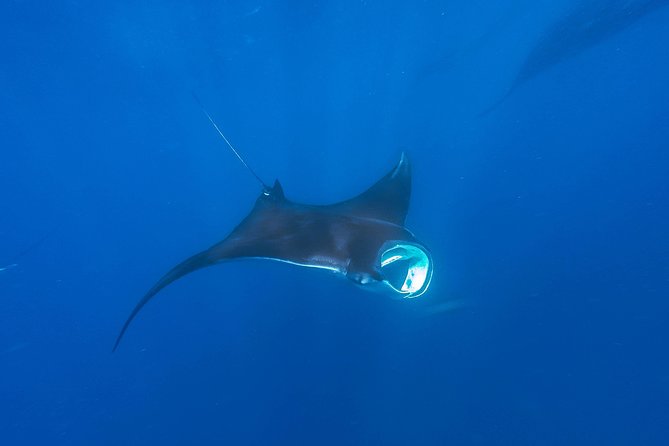 Whale Shark Encounter Full-Day all inclusive Tour from Riviera Maya - Food on the Water: What’s Included, What’s Optional, and What It Costs You