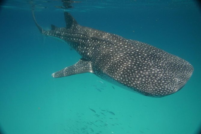 Whale Shark Encounter Full-Day all inclusive Tour from Riviera Maya - Guides, Captains, and Group Energy: Why Names Matter on This Trip