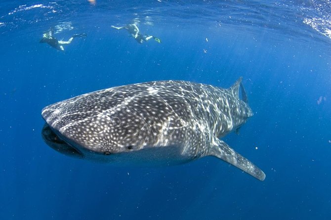 Whale shark encounter Private tour - swim with whale shark cancun - Key Points to Know Before You Go